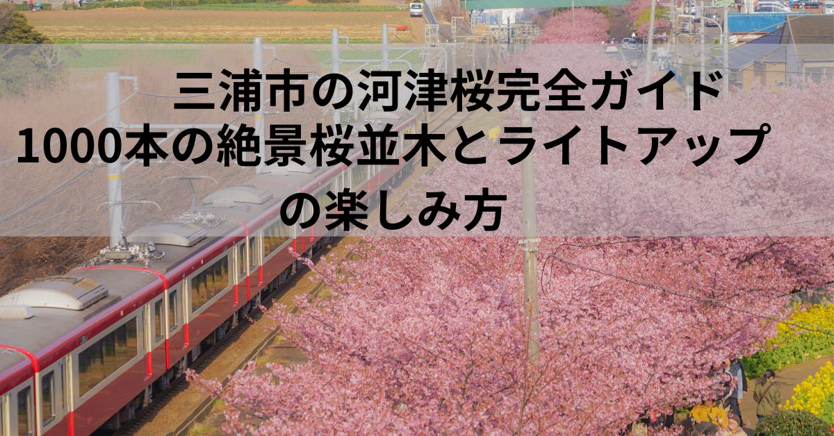三浦市の河津桜完全ガイド｜1000本の絶景桜並木とライトアップの楽しみ方