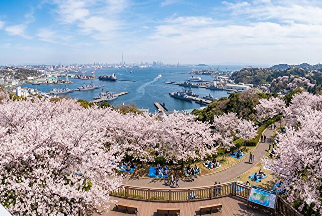 【定番③】ヴェルニー公園 — 海と桜と軍艦のコラボ