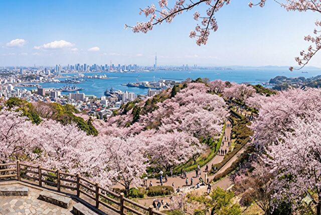 【定番①】衣笠山公園 — 日本さくら名所100選の最高峰