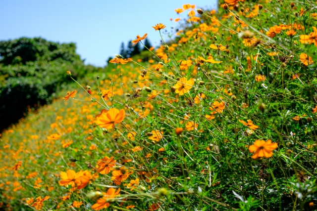 【見どころ①】100万本のポピー畑