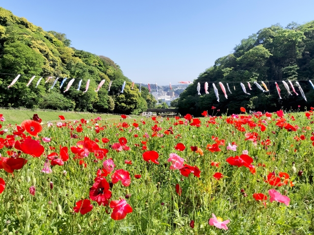 【必見】ポピー無料花摘み大会の参加方法