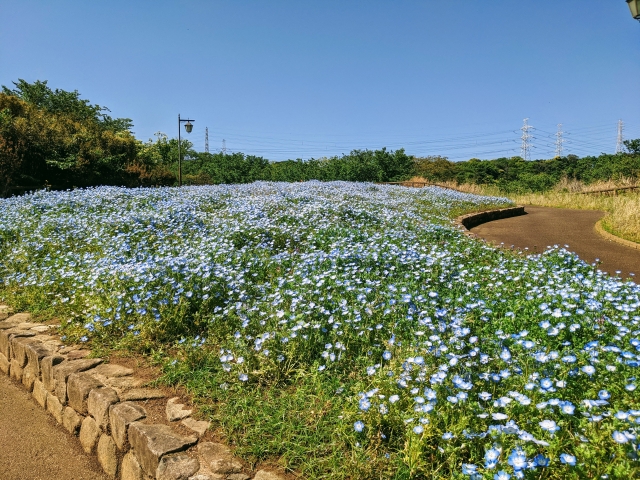【見どころ②】天空の花畑のネモフィラ