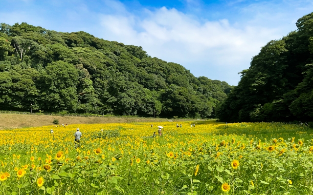 3. くりはま花の国(横須賀市)